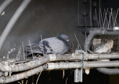 Pics à pigeons