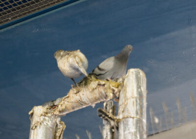 Plastic trenches to repel pigeons